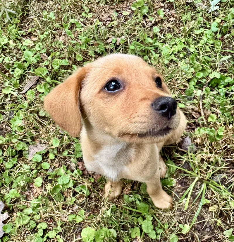 A baby medium-sized female Retriever dog named Rose for adoption in Gainesville, VA