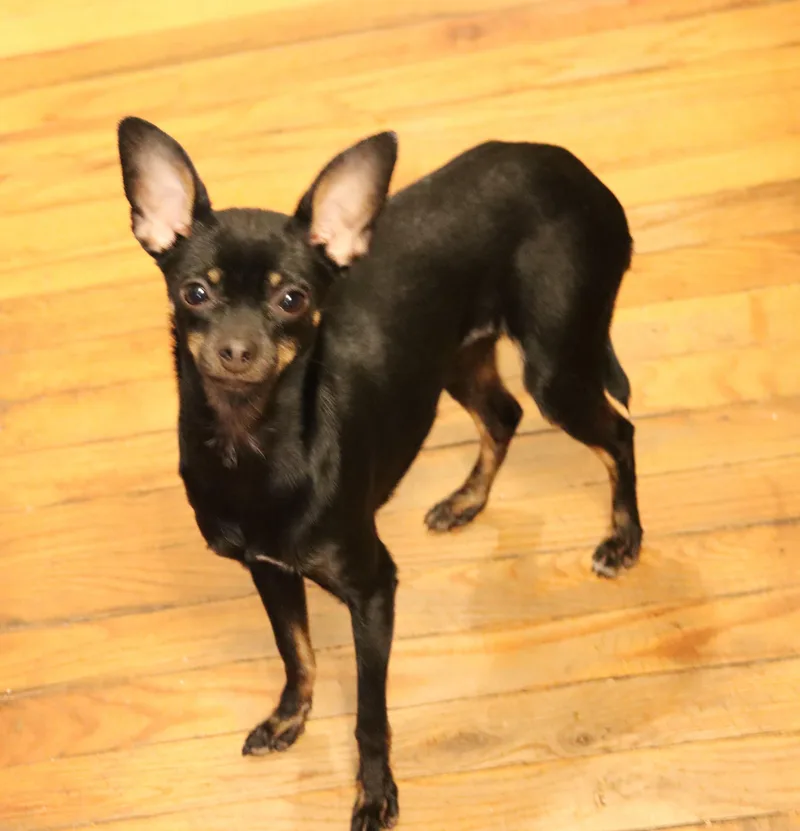 Harleequinn thumbnail 2