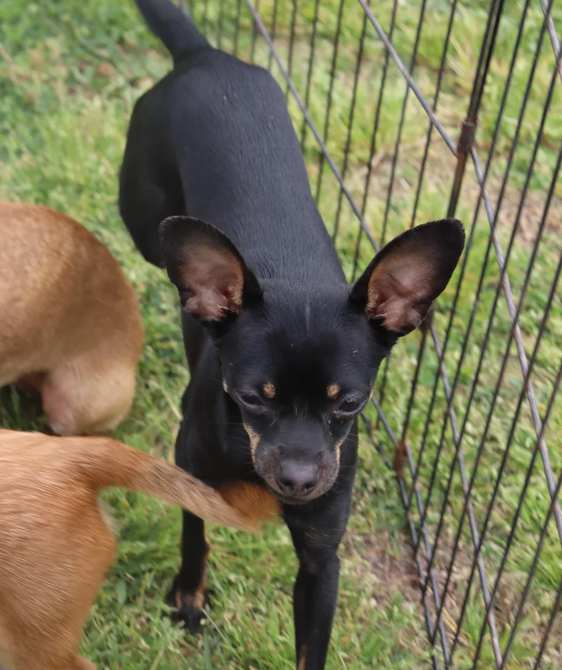 Harleequinn thumbnail 3