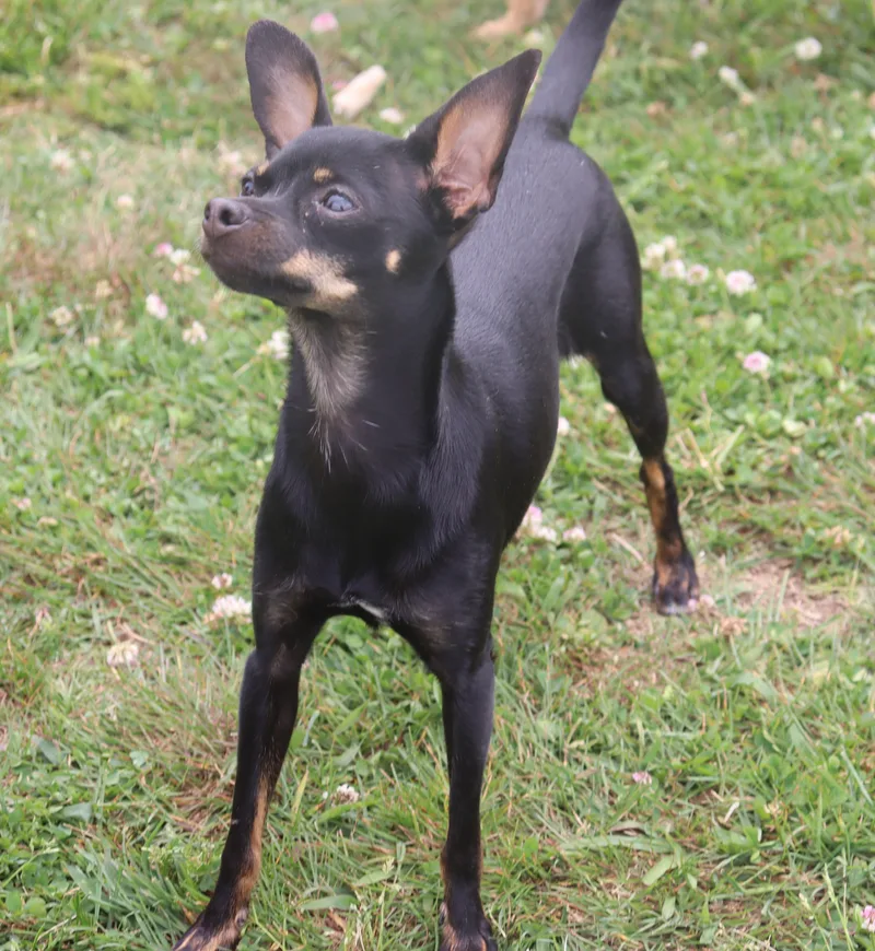 Harleequinn thumbnail 4