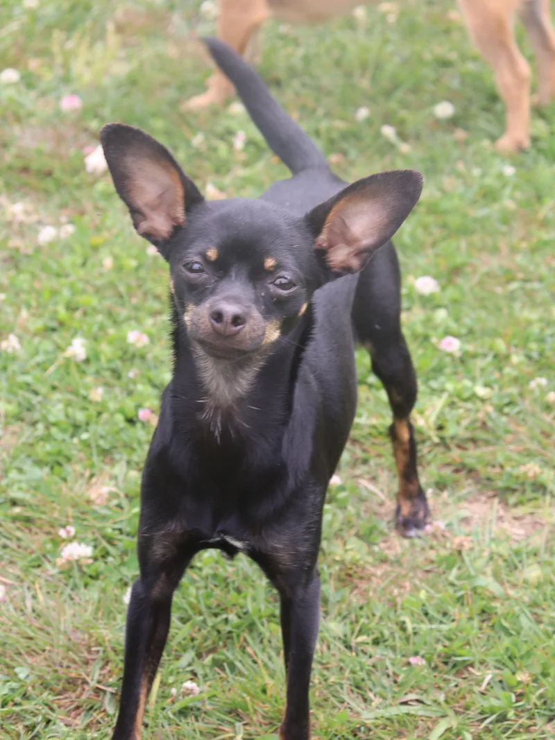 A baby small-sized female Black Chihuahua dog named Harleequinn for adoption in Winchester, TN