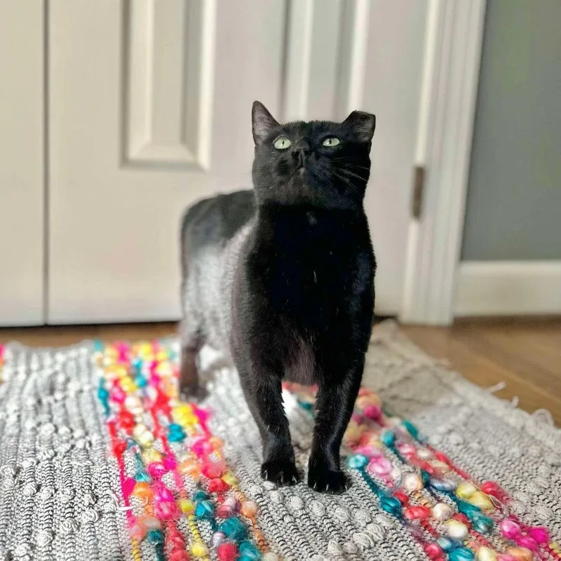 A young medium-sized female Black Domestic Short Hair cat named Amelia for adoption in Raleigh, NC