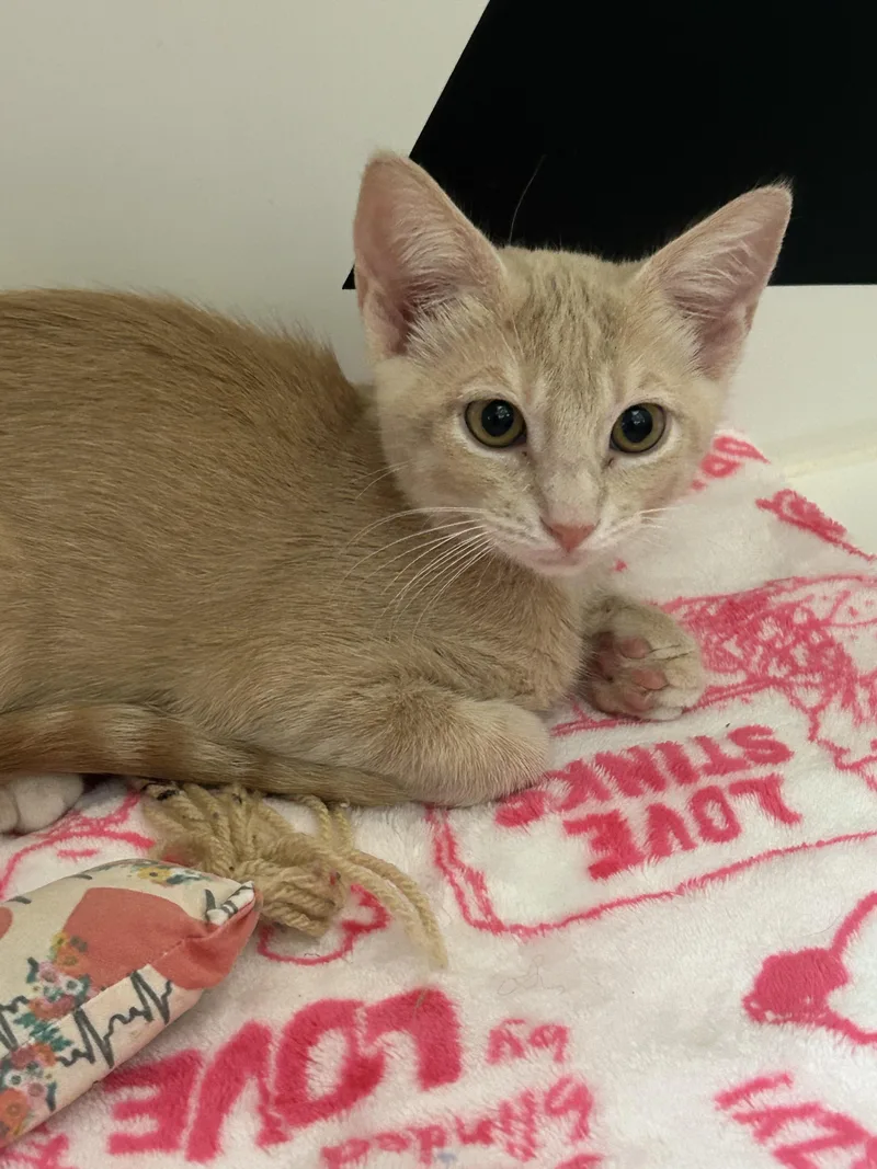 A baby small-sized male Domestic Short Hair cat named Clifford for adoption in Honolulu, HI