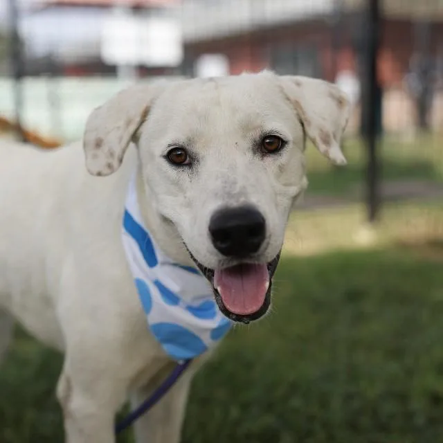 An adult large-sized male Labrador Retriever dog named Tiago for adoption in San Antonio, TX
