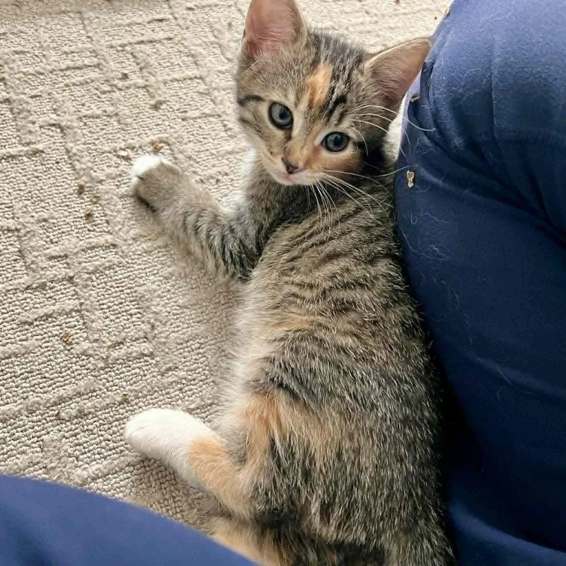 A baby medium-sized female Domestic Short Hair cat named Fallon for adoption in Candler, NC
