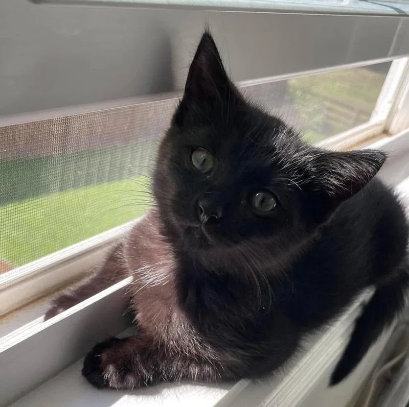 A baby small-sized female Black Domestic Short Hair cat named Sharpie for adoption in Clarksville, TN