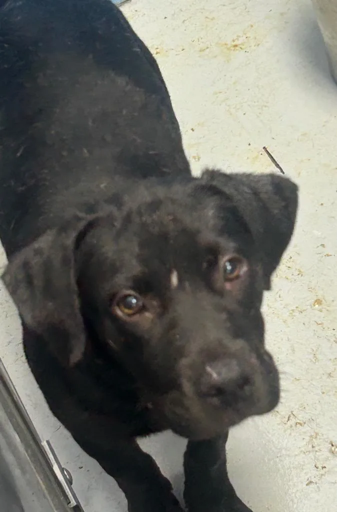 A baby medium-sized male Terrier dog named Grayson for adoption in Hartsville, SC
