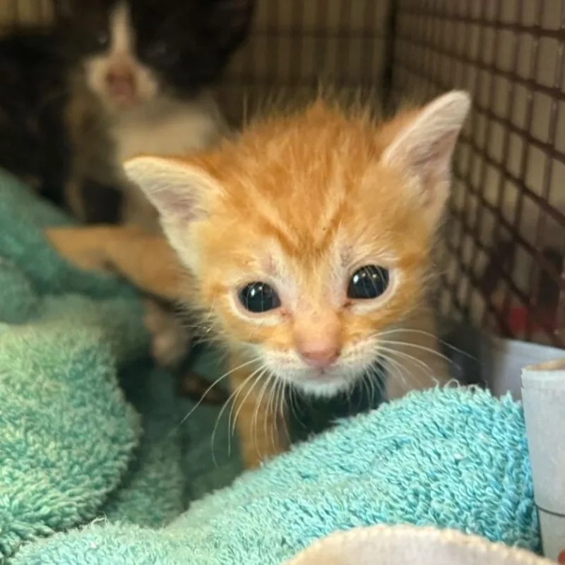 A baby small-sized female Orange / Red Domestic Short Hair cat named Bibi for adoption in San Antonio, TX