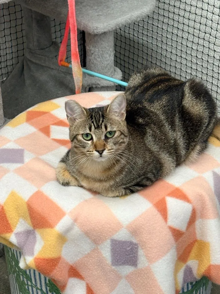 A baby medium-sized female Domestic Short Hair cat named Rylee for adoption in Napa, CA
