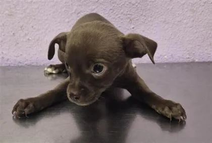 A baby small-sized female Brown / Chocolate Mixed Breed dog named 61806512 for adoption in El Paso, TX