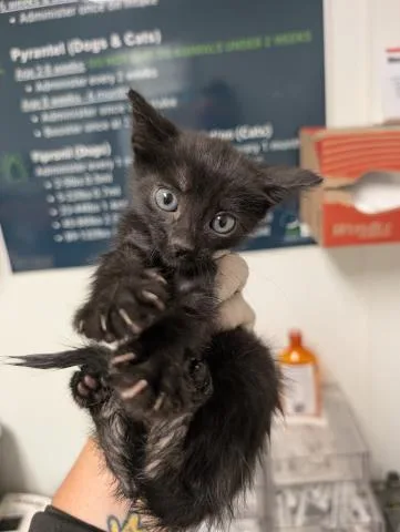 A baby small-sized male Domestic Short Hair cat named Louie for adoption in Bakersfield, CA