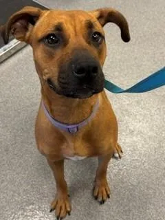 A young medium-sized female Boxer dog named Hazel Yrly for adoption in Sidney, OH