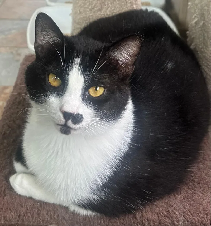 Willy Wonka thumbnail 2