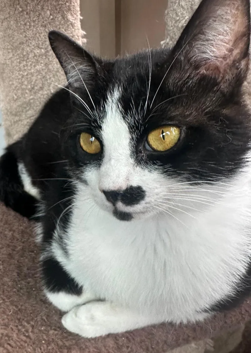 Willy Wonka thumbnail 3