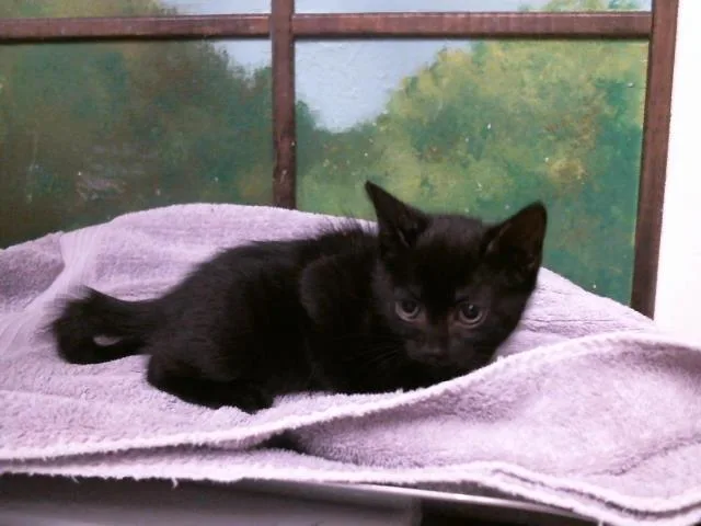 A baby small-sized female Domestic Short Hair cat named Luna for adoption in Houston, TX