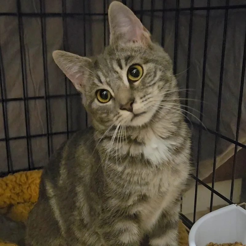 A baby medium-sized female Tabby (Gray / Blue / Silver) Domestic Short Hair cat named Aggie N – Sass for adoption in New York, NY