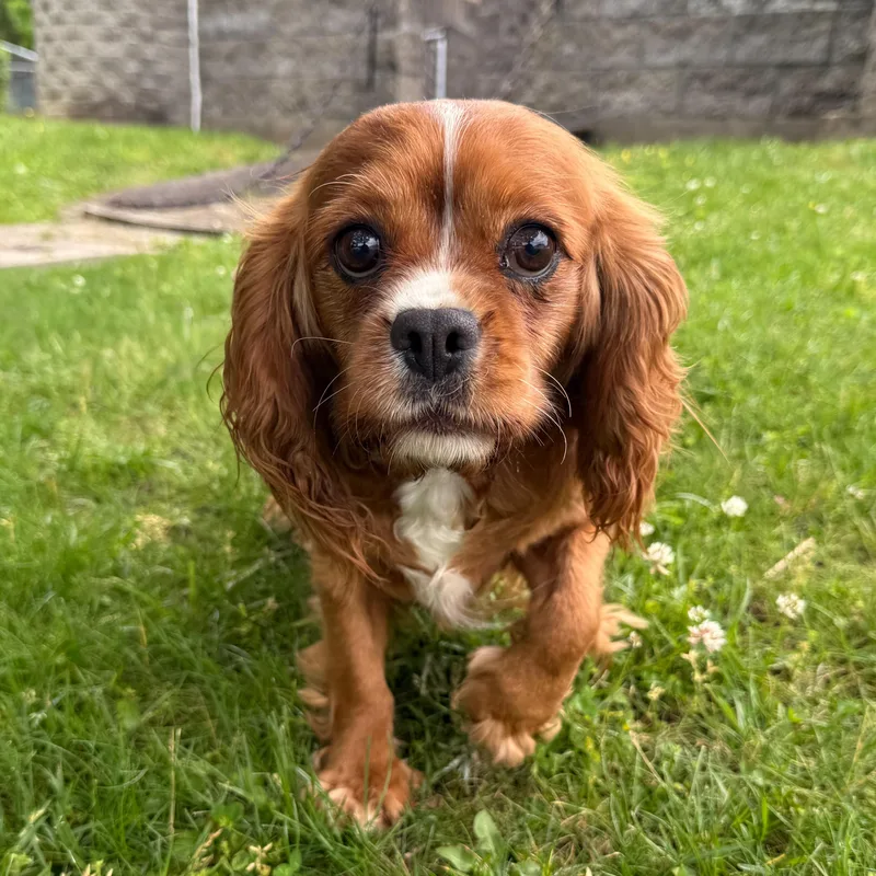 An adult medium-sized female Red / Chestnut / Orange Cavalier King Charles Spaniel dog named Charm for adoption in Latrobe, PA