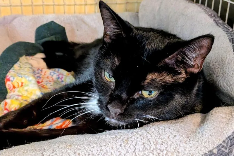 An adult large-sized female Domestic Short Hair cat named Jewel for adoption in St. Augustine, FL