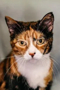 An adult medium-sized female Domestic Short Hair cat named Biggie for adoption in Dothan, AL