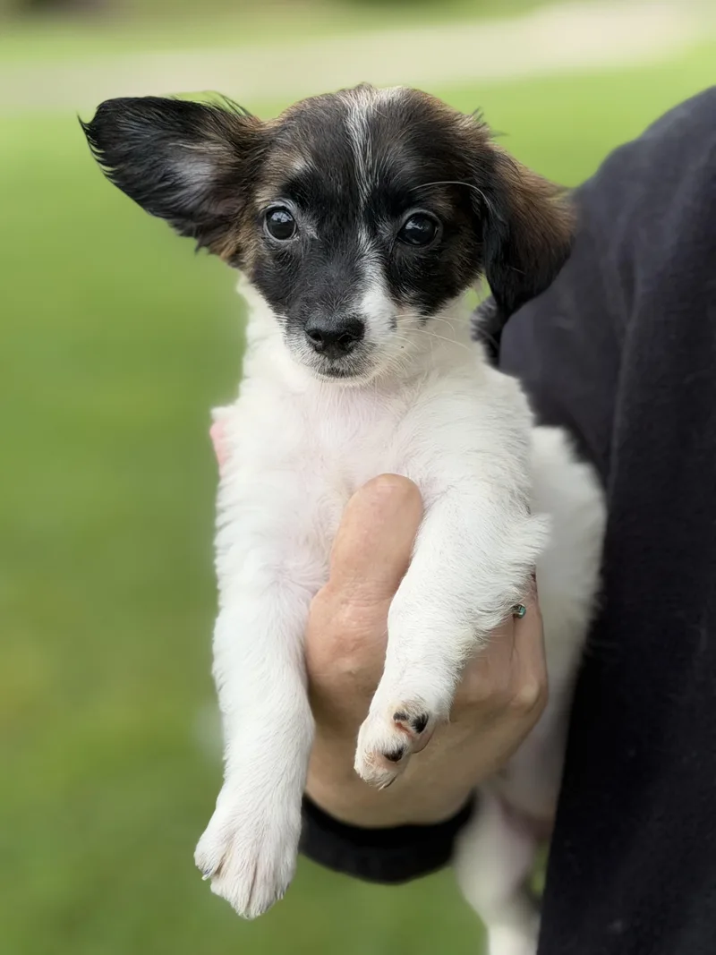 A baby small-sized female Dachshund dog named Miley for adoption in Yuba City, CA