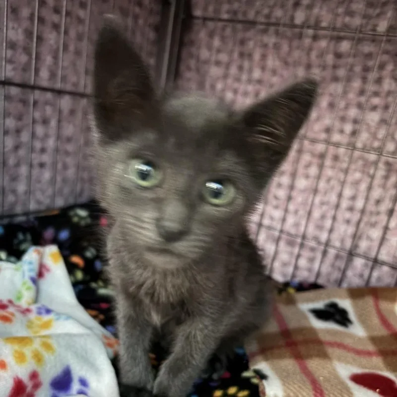 A baby small-sized male Gray / Blue / Silver Domestic Short Hair cat named Silver for adoption in Pleasanton, CA