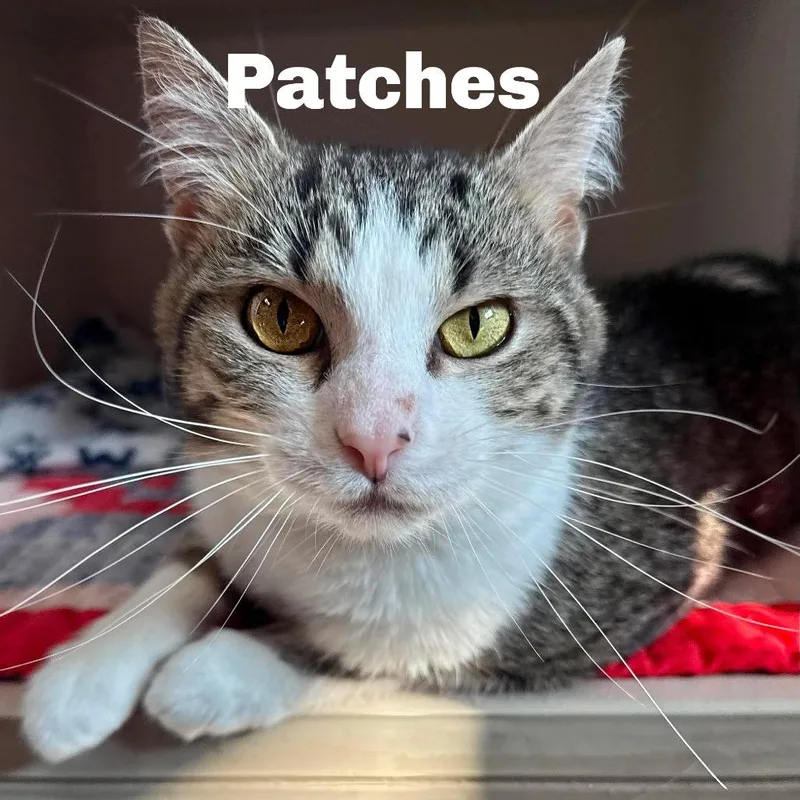 Patches