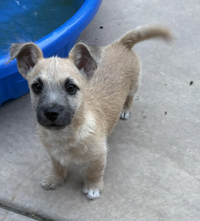 A baby small-sized male Border Terrier dog named Franklyn for adoption in Concord, CA
