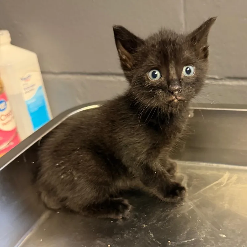 A baby small-sized female Black Domestic Short Hair cat named Tuscstray for adoption in Tuscaloosa, AL