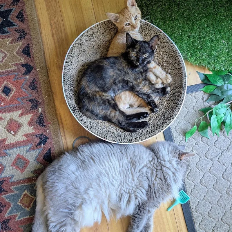 A young small-sized female Tortoiseshell Domestic Short Hair cat named Julie for adoption in Reisterstown, MD