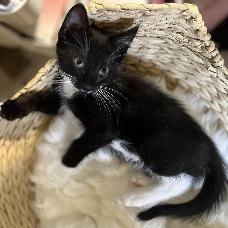 A baby small-sized male Black & White / Tuxedo Domestic Short Hair cat named Bingley for adoption in Long Island City, NY