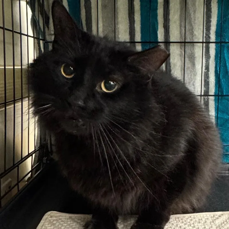 An adult small-sized male Black Domestic Long Hair cat named Salem for adoption in Ashland, VA