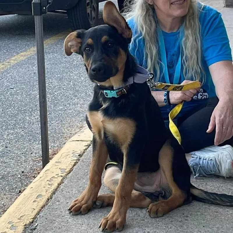 A baby small-sized female Black Mixed Breed dog named Talamaine for adoption in Fredericksburg, VA