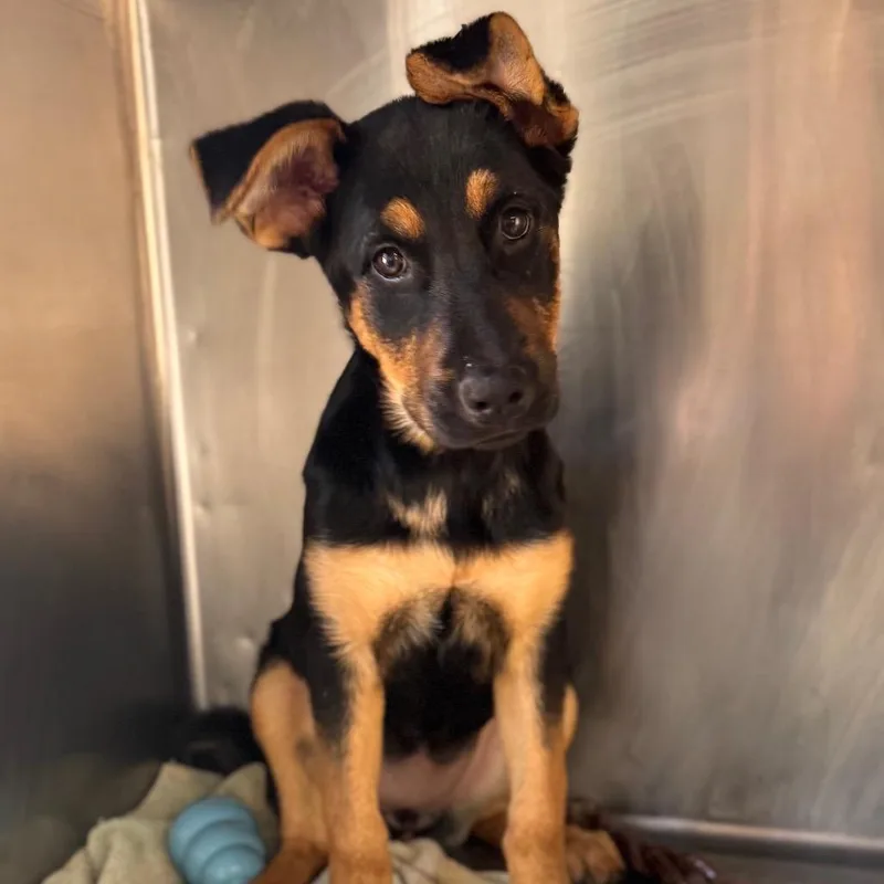 Talamaine thumbnail 2