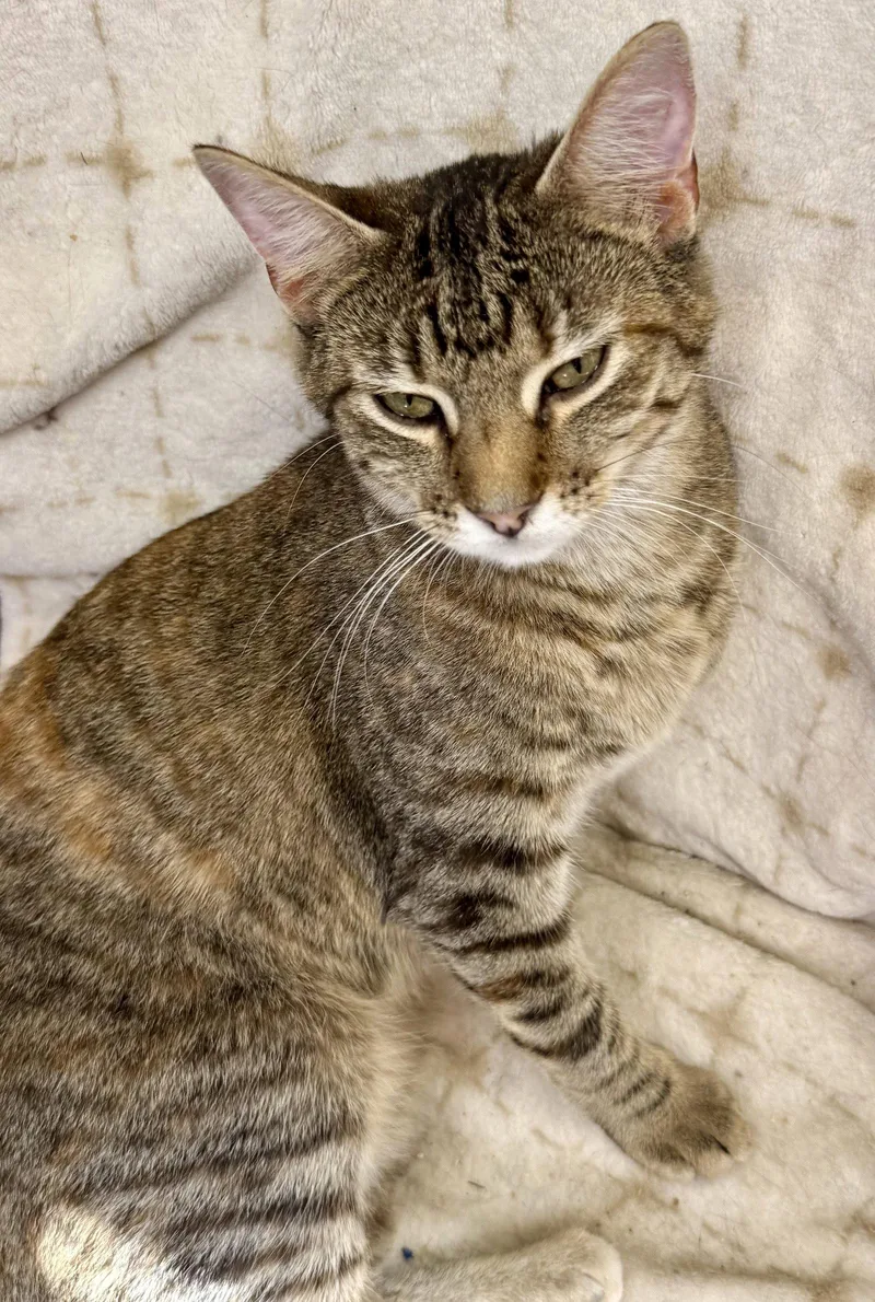 A baby medium-sized female Domestic Short Hair cat named Hazel for adoption in Maywood, IL