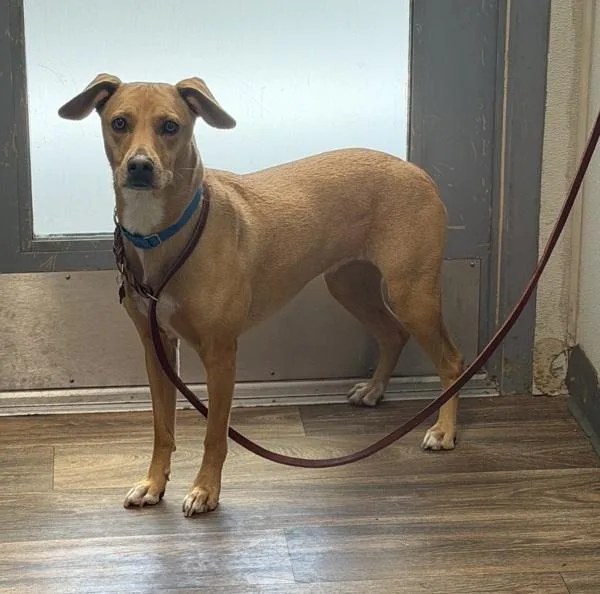 A young medium-sized female Basenji dog named Sasha for adoption in San Diego, CA