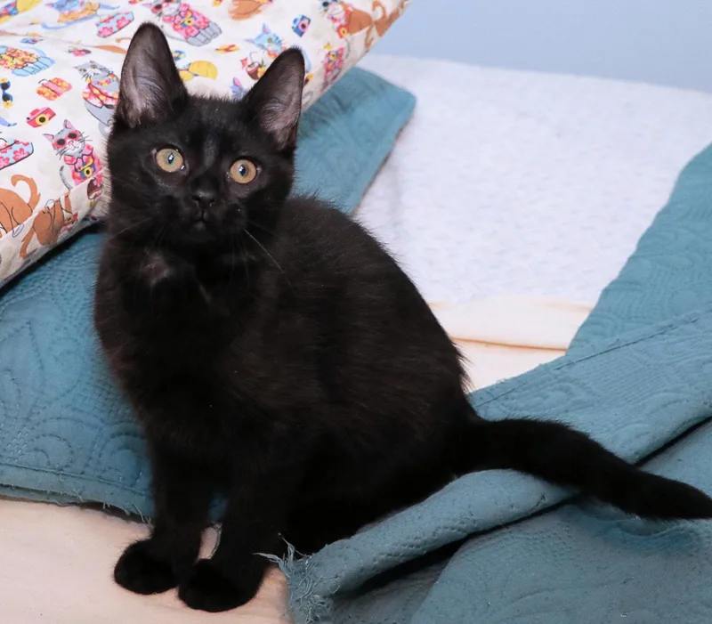 Gingersnap thumbnail 2