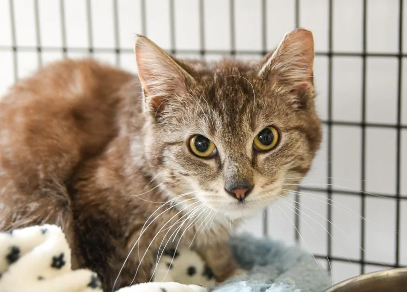 A baby small-sized male Domestic Medium Hair cat named Guinness for adoption in Ewing, NJ