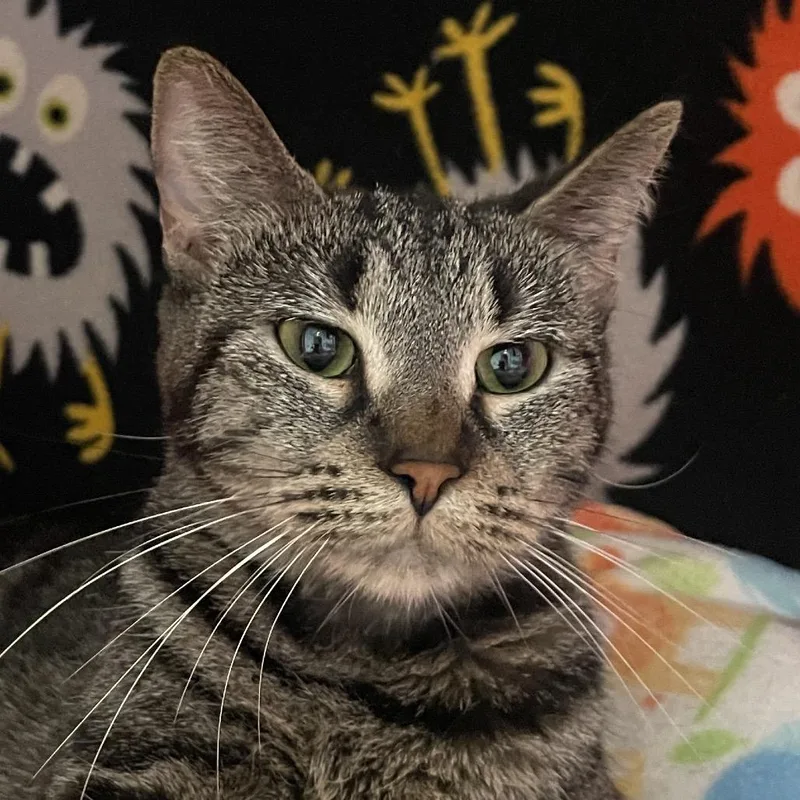 An adult medium-sized female Brown / Chocolate Domestic Short Hair cat named Mishka for adoption in Chicago, IL