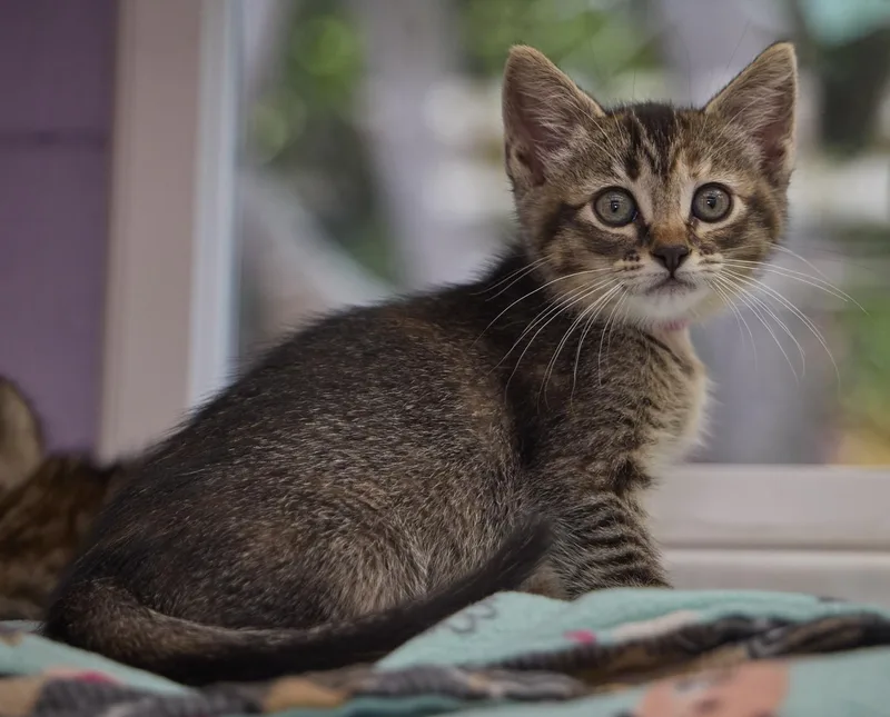 A baby medium-sized female Domestic Short Hair cat named Trixie for adoption in Santa Barbara, CA