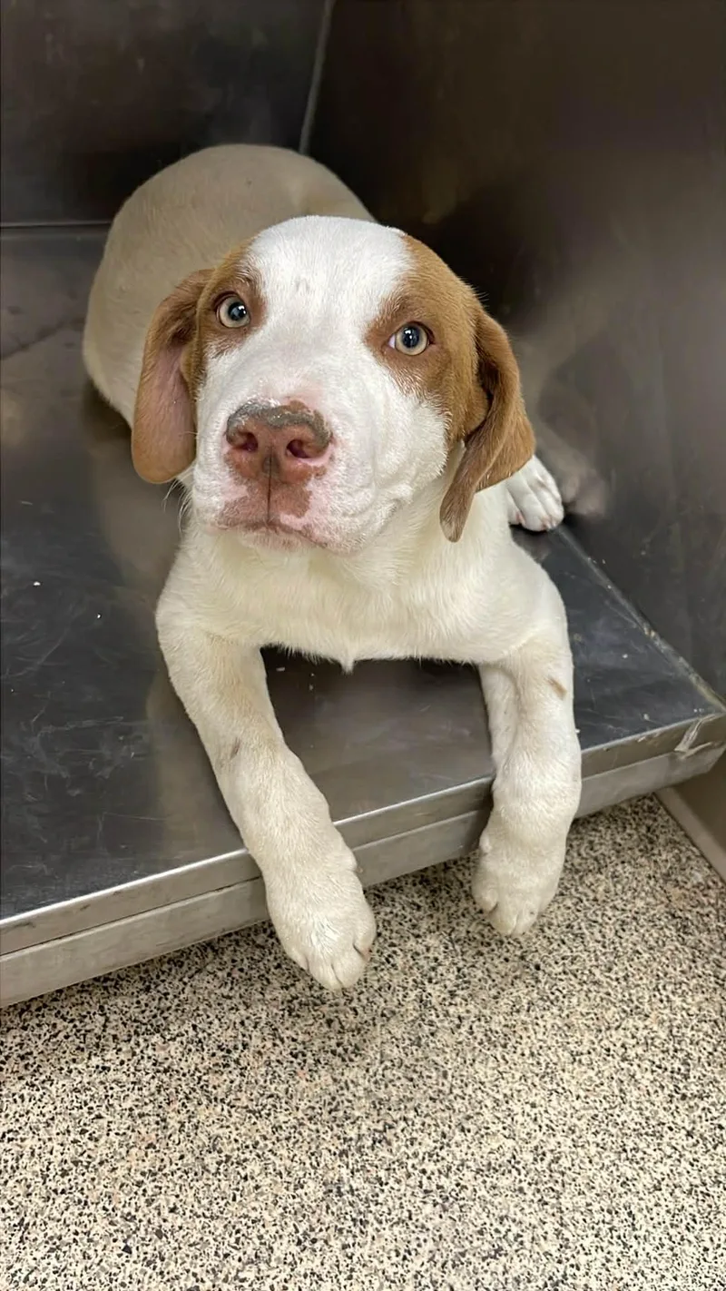 A young medium-sized male White / Cream Great Pyrenees dog named Garth for adoption in Fort Payne, AL