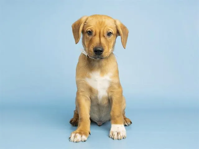 A baby small-sized male Carolina Dog dog named Aaron for adoption in Phoenix, AZ