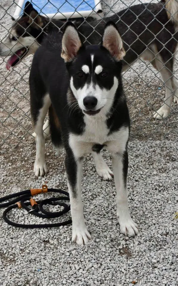 A young medium-sized female Black Husky dog named Paisley for adoption in Bowling Green, OH