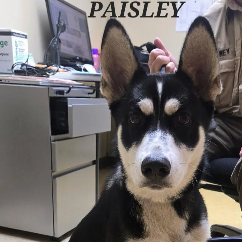 Paisley thumbnail 2