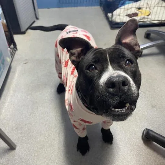 Tina Badina thumbnail 6