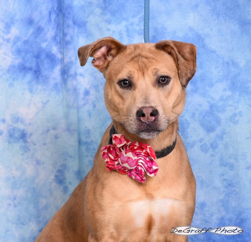 An adult large-sized female Catahoula Leopard Dog dog named Basil for adoption in Pittsboro, NC