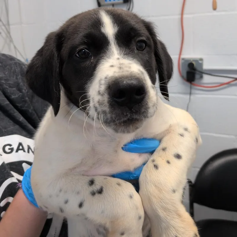 A baby small-sized male White / Cream Pointer dog named Quincy for adoption in Hattiesburg, MS