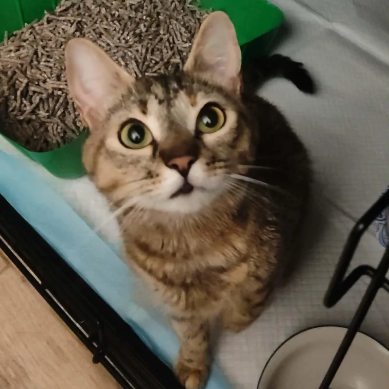 A young medium-sized female Torbie Domestic Short Hair cat named Quinnie for adoption in Bellmawr, NJ