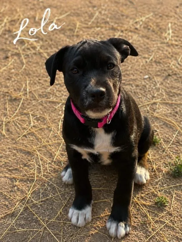 A young large-sized female Black Labrador Retriever dog named Lola for adoption in North Bend, WA