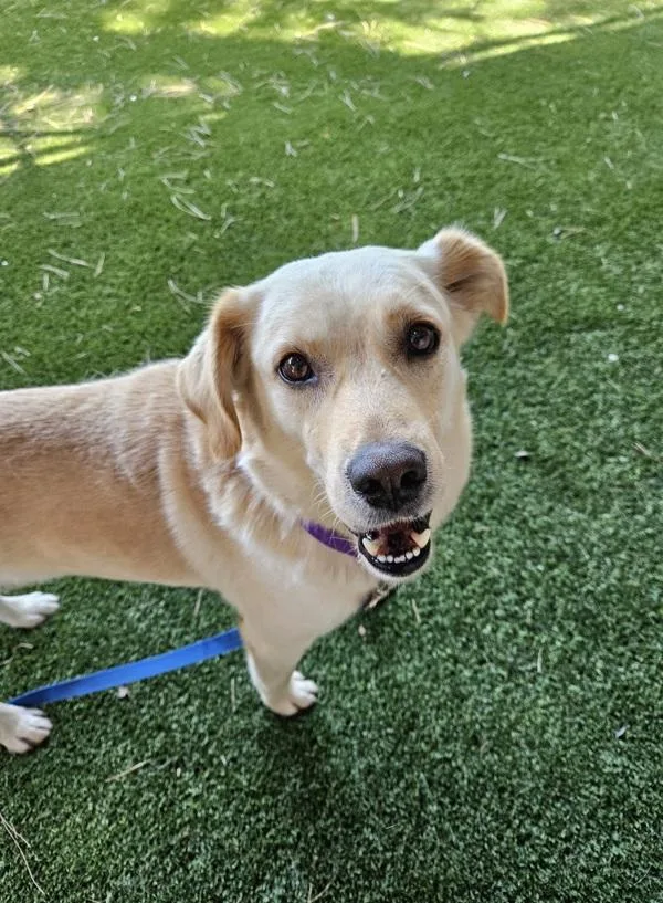 A senior large-sized male Labrador Retriever dog named Madrones for adoption in El Cajon, CA