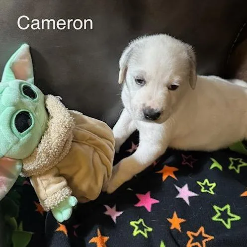Cameron thumbnail 2